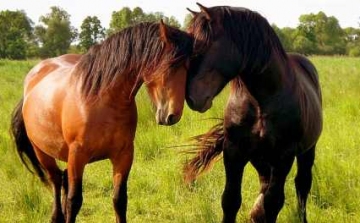 Felismerik a lovak az emberi érzelmeket