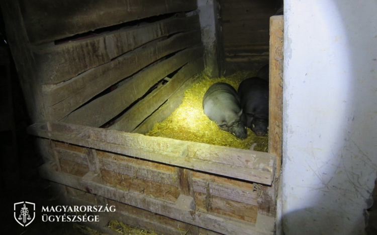 Részegen macsatéval támadt rá a disznókra