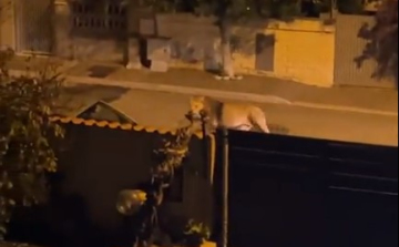 Békésen sétálgatott egy oroszlán az egyik olasz kisváros utcáin - Videó