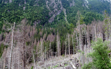 ATOMKI: a klímaváltozás előrehaladását jelzi a lucfenyők gyorsuló pusztulása Magyarországon